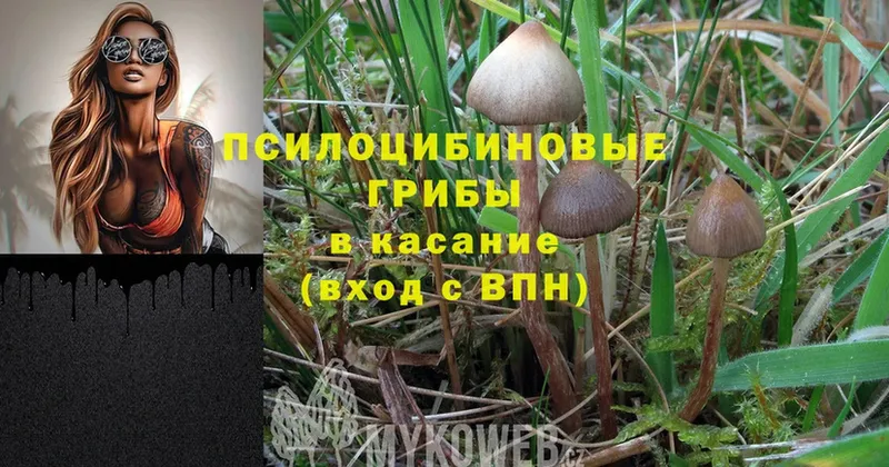 Псилоцибиновые грибы Magic Shrooms  Шацк 